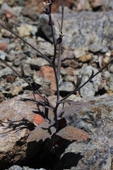 Streptanthus batrachopus