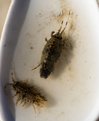 Synidotea laticauda