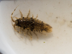 Synidotea laticauda