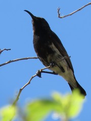 Cinnyris fuscus fuscus