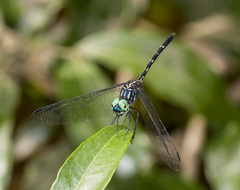 Dythemis nigra