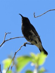 Cinnyris fuscus fuscus