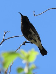 Cinnyris fuscus fuscus