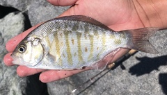 Amphistichus argenteus