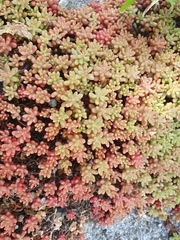 Sedum album