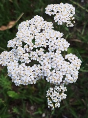Achillea millefolium