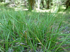 Carex gynodynama