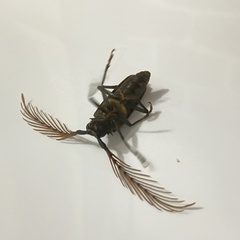 Sarifer flavirameus