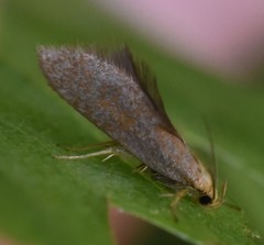 Crassa tinctella