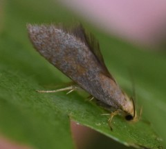 Crassa tinctella