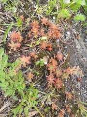 Sedum album