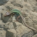 Ajarian Lizard - Photo (c) Tom Kirschey, some rights reserved (CC BY-NC), uploaded by Tom Kirschey