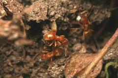 Lasius flavus