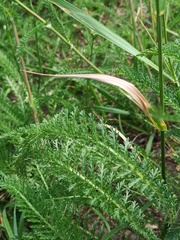 Achillea millefolium