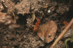 Lasius flavus