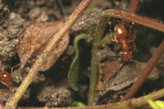 Lasius flavus