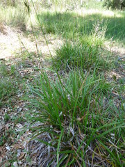 Carex gynodynama