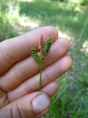 Carex gynodynama