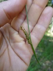 Carex gynodynama