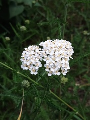 Achillea millefolium