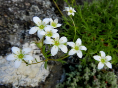 Saxifraga pentadactylis willkommiana