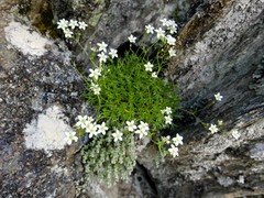 Saxifraga pentadactylis willkommiana