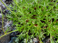 Saxifraga pentadactylis willkommiana