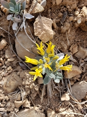 Physaria newberryi