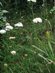Achillea millefolium