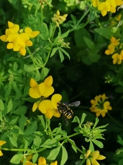Anthidium manicatum