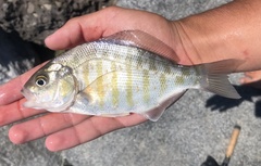 Amphistichus argenteus