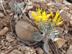 Physaria newberryi