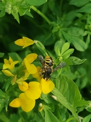 Anthidium manicatum