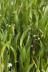 Sagittaria macrophylla
