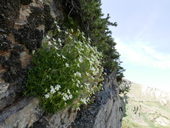 Saxifraga pentadactylis willkommiana