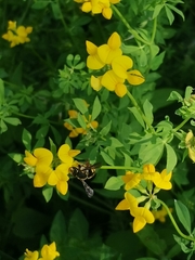 Anthidium manicatum