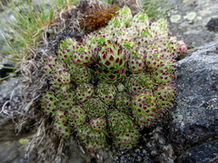 Sempervivum vicentei