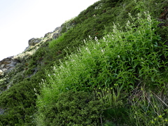 Koenigia alpina