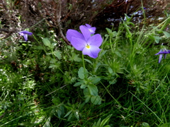 Viola montcaunica
