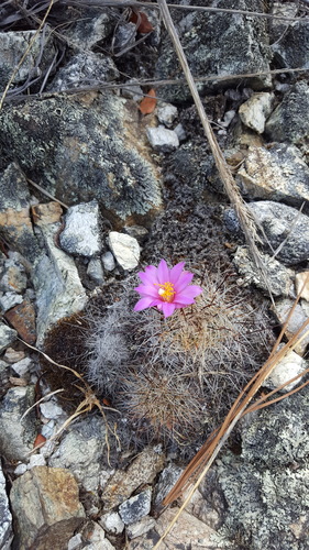 Mammillaria deherdtiana