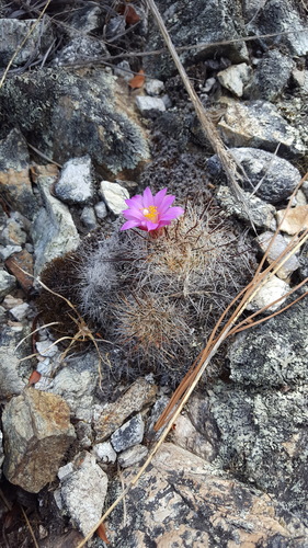 Mammillaria deherdtiana