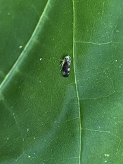 Pediopsoides distinctus