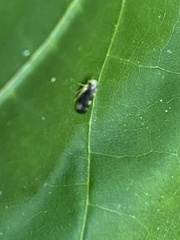 Pediopsoides distinctus