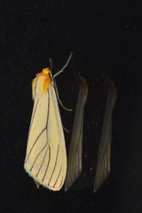 Spilosoma pelopea