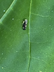 Pediopsoides distinctus