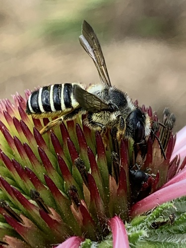 Pugnacious Leafcutter Bee photo 5