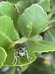 Merosargus caeruleifrons