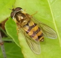 Epistrophe xanthostoma