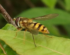 Epistrophe xanthostoma