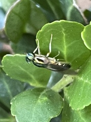 Merosargus caeruleifrons